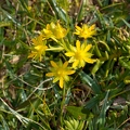 Saxifraga aizoides 1