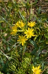 Saxifraga aizoides 1