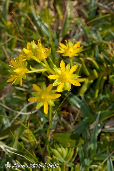 Saxifraga_aizoides_2.jpg