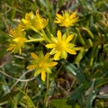 Saxifraga aizoides 2