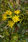 Saxifraga aizoides 2