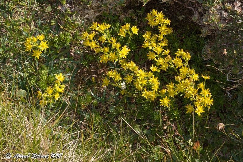 Saxifraga_aizoides_3.jpg