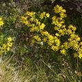 Saxifraga aizoides 3