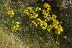 Saxifraga aizoides 3