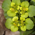 Chrysosplenium alternifolium 02