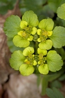 Chrysosplenium alternifolium 02
