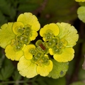Chrysosplenium alternifolium 05