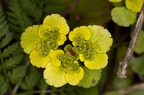 Chrysosplenium alternifolium 05
