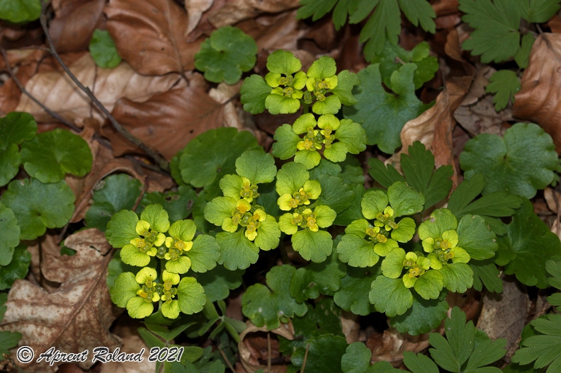 Chrysosplenium_alternifolium_04.jpg