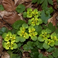 Chrysosplenium alternifolium 04