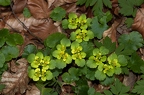 Chrysosplenium alternifolium 04