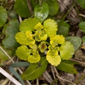 Chrysosplenium alternifolium 03