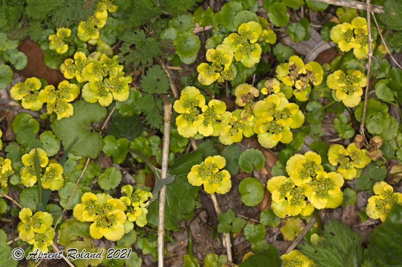 Chrysosplenium_alternifolium_06.jpg