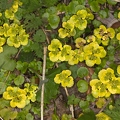 Chrysosplenium alternifolium 06