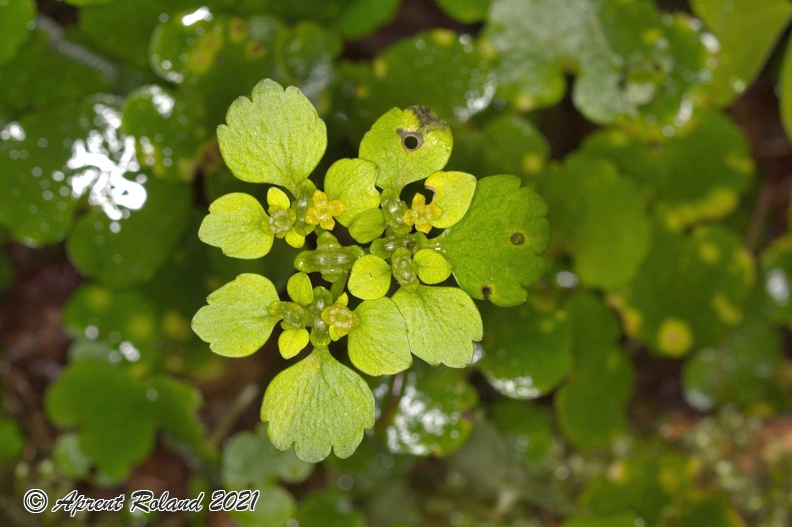 Chrysosplenium_alternifolium_07.jpg