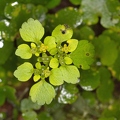 Chrysosplenium alternifolium 07