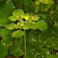 Chrysosplenium alternifolium 08