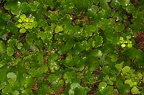 Chrysosplenium alternifolium 09