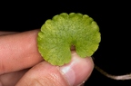 Chrysosplenium alternifolium 10