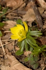 Eranthis hyemalis