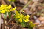 Eranthis hyemalis 4