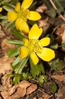 Eranthis hyemalis 3