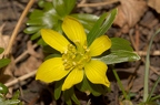 Eranthis hyemalis 5