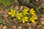 Eranthis hyemalis 6