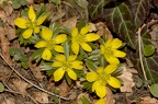 Eranthis hyemalis 7