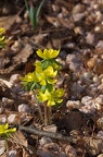Eranthis hyemalis 8