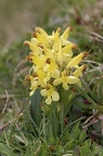 Pedicularis oederi 2