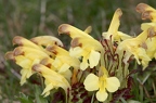 Pedicularis oederi