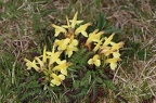 Pedicularis oederi 4