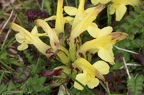 Pedicularis oederi 3