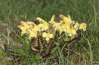 Pedicularis oederi 5