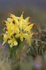 Pedicularis oederi 6