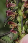 Pedicularis recutita