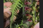 Pedicularis recutita 3