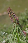 Pedicularis recutita 5