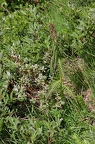 Pedicularis recutita 4