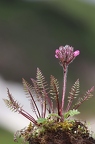 Pedicularis rosea