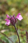 Pedicularis rosea 5