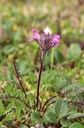 Pedicularis rosea 3