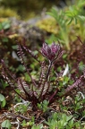 Pedicularis rosea 4