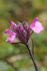 Pedicularis rosea 6