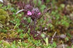 Pedicularis rosea 7