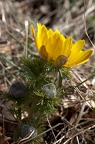 Adonis vernalis