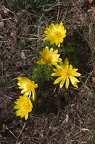 Adonis vernalis 2