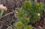 Adonis vernalis 3