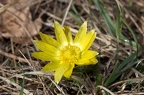 Adonis vernalis 4